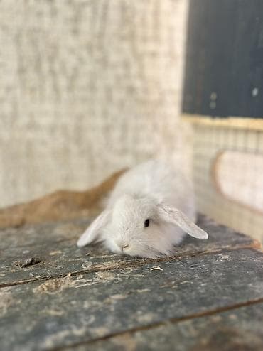 bars bit dermani: BOZ renqli Çox gözəl Holland Lop balası satılır. ✅ Təxminən 1 — 3