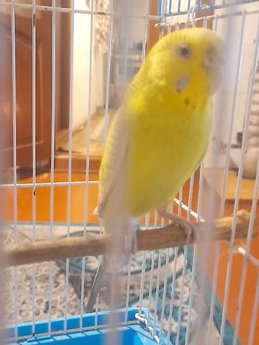 Məhsul: Dalğalı tutuquşu (budgerigar) və qəfəsi Təsvir: - Rəng