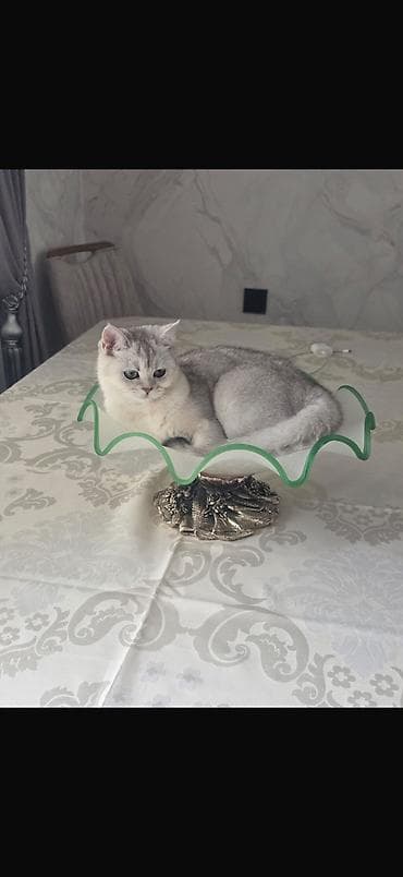 erkey pisik adlari: Şinşilla, Dişi, Yaxşı əllərə, Ünvandan götürmə — 1