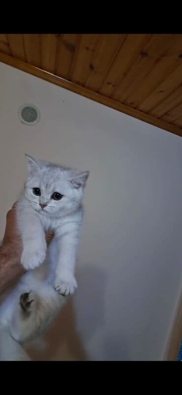 şınşıla pişik: Şinşilla, Erkək, Yaxşı əllərə, Ünvandan götürmə — 2