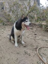 xaski gence: Xaski, 1 il, Dişi, Cütləşmə üçün — 2