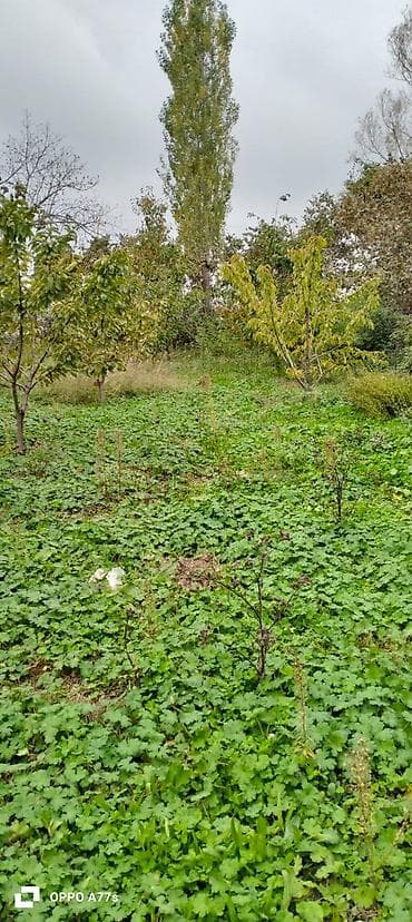 19 sot, Kənd təsərrüfatı, Mülkiyyətçi, Kupça (Çıxarış)