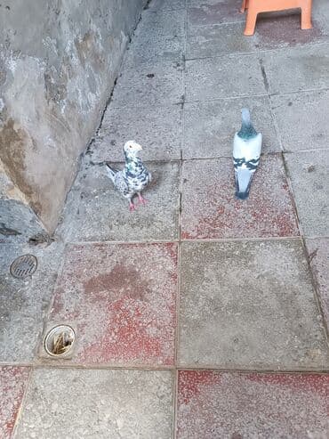 передержка собак баку: Cüt drakonlar barter de var qanqirmizi kekillilerden — 3