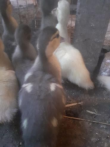 cins pişikler: Məhsul: Ördək balaları 12 dene 7 azn Təsvir: - Şəkillərdə müxtəlif — 1