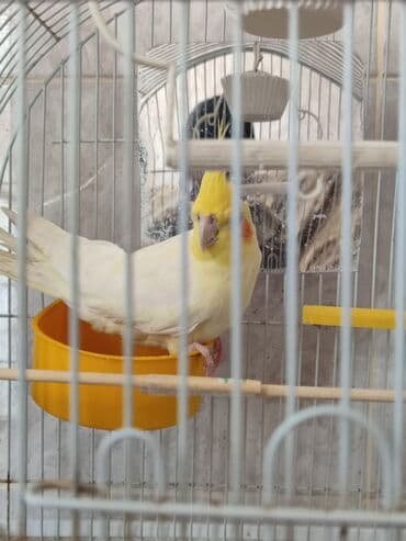 geref quşu: Dişi sarı karella quşudur 5-6 aylıqdır. erkək 3-4 ayliq karella quşu — 3