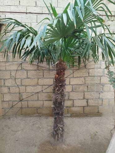 günəbaxan haqqında məlumat: Palma ağacı — 1