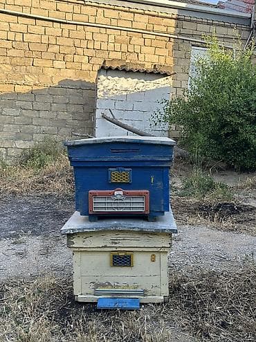 Arılar: Arı yeşikləri satılır 🐝 Şəkildə görünən tipdə arıçılıq üçün yararlı — 6