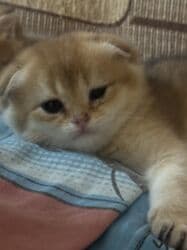 pişiy balası: Qızıl şinşilla, Erkək, Dişi, Yaxşı əllərə — 8