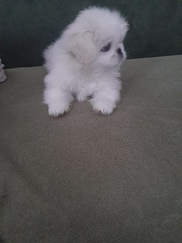 İtlər: Pekines, 2 ay, Erkek, Peyvəndli — 3