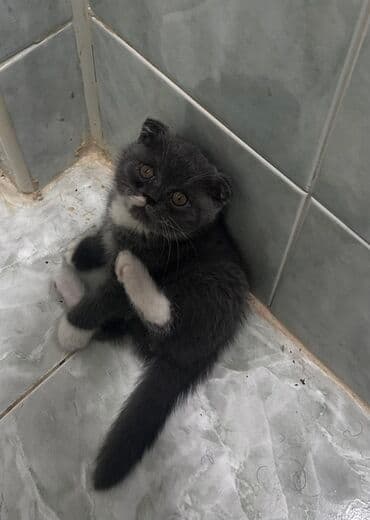 mingəcevir pişik: Britan yastı qulaq, Erkək — 1