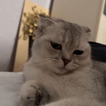 в добрые руки баку: Шиншилла, Самка, В добрые руки, Самовывоз — 4