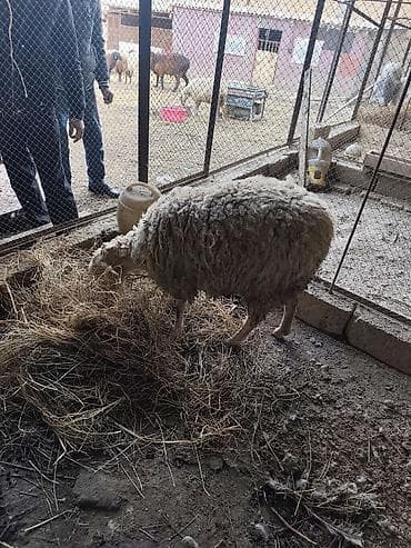 Akvariumlar: Salam qoyun yani balali 3 gündür dogub birinci balasidir saglam aktiv — 2