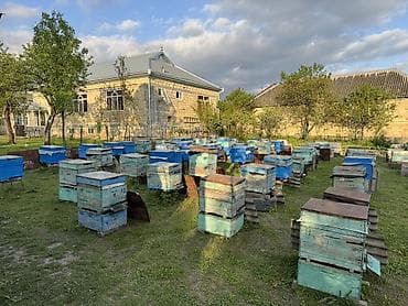 toyuq cuce satisi: Salam. 7 ramkada toxum var say olaraq 1 dən daha çoxdur satişda — 2