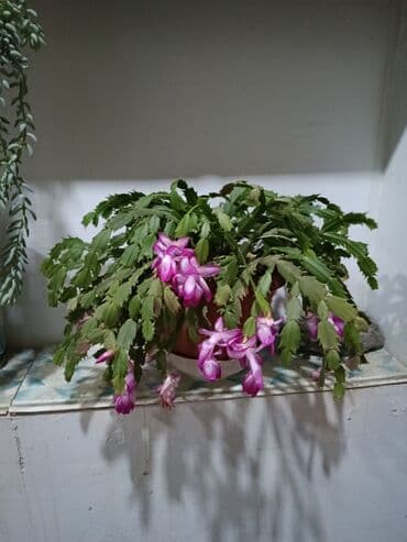 Digər bitkilər: Məhsul: Dekabr gülü Tip: Daxili bəzək bitkisi, asma və ya rəf üçün — 1