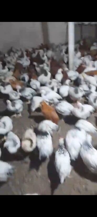 клетки для бойцовых петухов: Куриные цыплята, Для мяса — 4