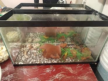 balıq akvaryum: Şüşə akvarium – dekorativ aksesuarlarla - Material: qalın şüşə, qara — 2