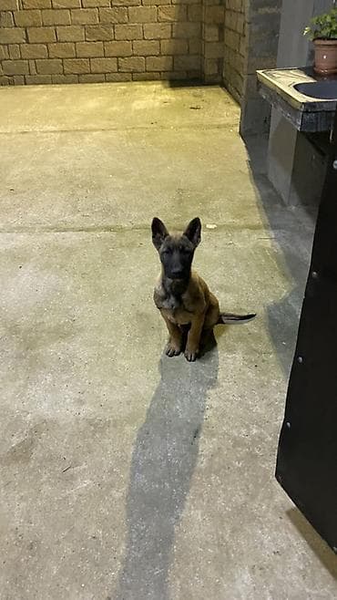 ovcharka balasi satilir: Belçika çoban iti, 4 ay, Erkek, Peyvəndli, Ödənişli çatdırılma — 5