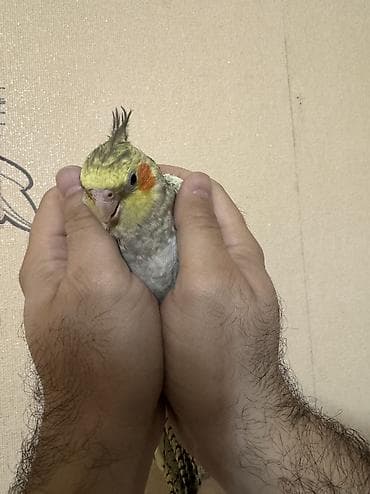 papuqay quş: AĞCABƏDİ RAYONU ÖZ YETİŞDİRDİYİMİZ BALA 2 AYLIQ XORUZ ƏLƏ TAM — 3