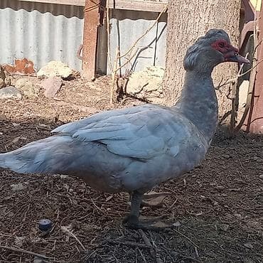 kənd heyvanları: 9 aylıq mirvari Aktiv ərkəy, ağır cəkili heyvandır, 3 dənədir deyə — 4