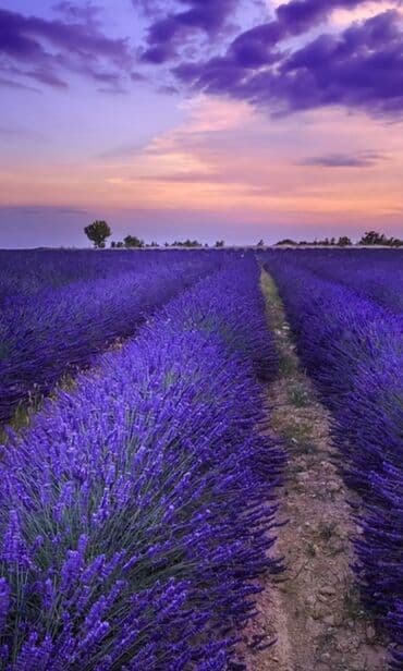 Саженцы деревьев: Lavanda (Lavandula) tingləri – ətirli, dekorativ və faydalı çoxillik — 8