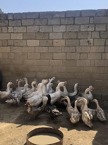 touz quşu: Erkək, | Linda, Yumurtalıq, Ünvandan götürmə — 2