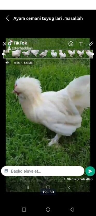 cücə və xoruz: Salam Ayam cemani,,. argenal.yumurtasi,cucesi.colpasi,,xoruzu.toyugu — 12
