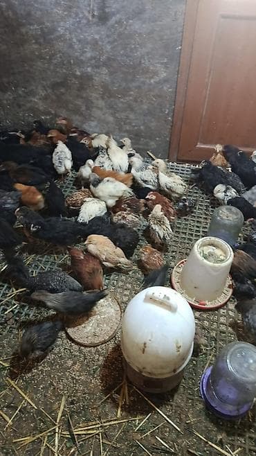 kənd cuceleri: Toyuq cücələri, Ətlik — 2