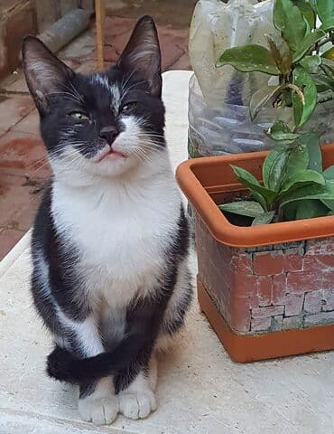 Erkək, Dişi, Yaxşı əllərə, Ünvandan götürmə lalafo.az -da Erkək, Dişi, Yaxşı əllərə, Ünvandan götürmə