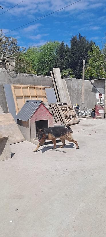 Alman çoban iti, 2 il, Erkek, Ünvandan götürmə