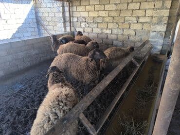 balonka türkçe ne demek: 14 baş bordaq kök quzulardı. -6 başı 21-23 kiloluqdu 8 başı 15-16 — 1