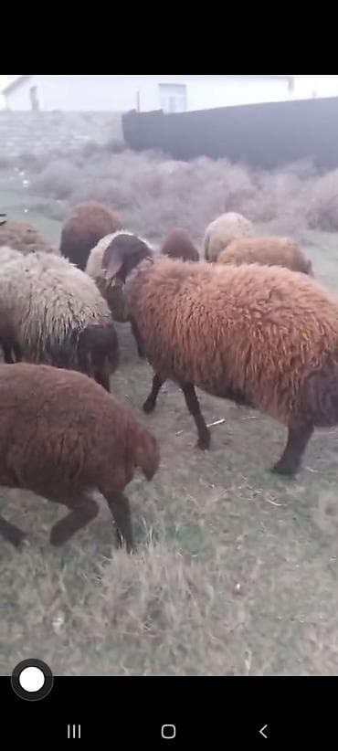 etlik cuce: Qoyun sürüsü – yerli ətlik/yunlu tip - Şəkillərdəki heyvanlar qəhvəyi — 1