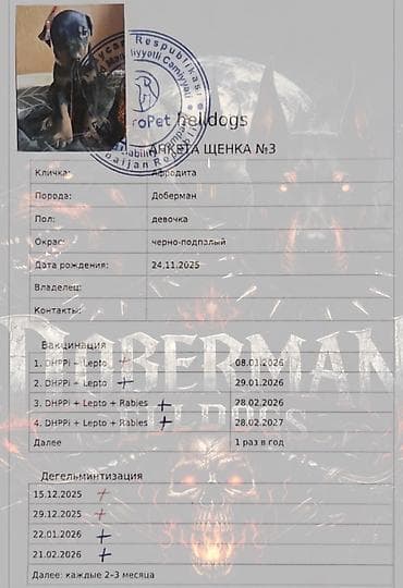 avcarka balaları: Doberman, 3 ay, Dişi, Peyvəndli — 9