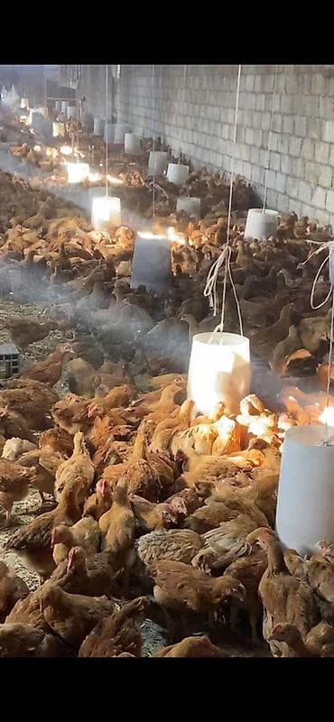 Toyuq cücələri, Ətlik