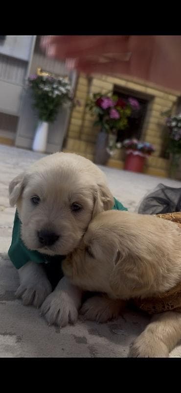 sirin it sekilleri: Retriever — 6