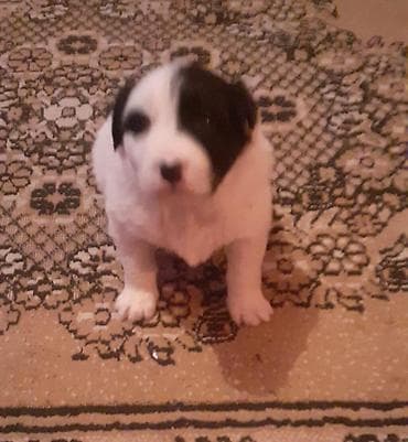 qafqaz coban iti satiram 2018: Qafqaz çoban iti, 1 ay, Dişi, Peyvəndli — 4