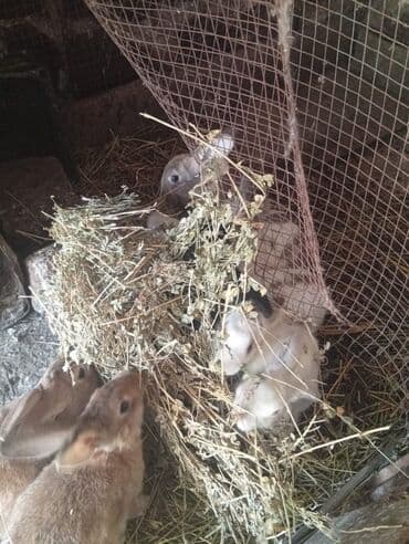 dana qiyməti xacmaz: SALAM 14 DƏNƏDİ OPTOM ALANA ENDİRİM Erkeklerni kesen 3kq Biri 14 den — 10