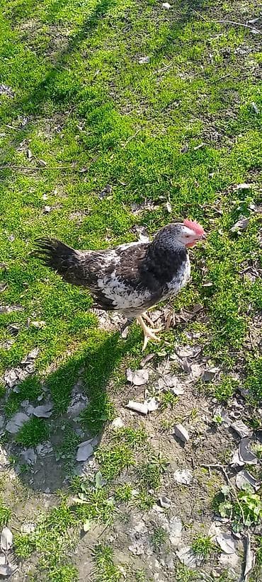 Məhsul: Ev quşu – toyuq (xüsusi rəng çalarını olan qarışıq