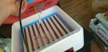 inkubator avadanlıqları satışı: Inkubator Rayonlara çatdırılma poct vasites ile heyata kechirilir 63 — 6