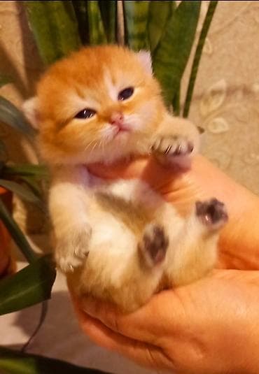 ev heyvanlari satisi: Britan, Dişi, Yaxşı əllərə, Ünvandan götürmə — 8