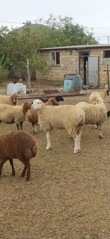 heyvan bazari inekler: 1ədədd temiz qala qoçu 14əddəd 9qoyun 5quzu Çoxsu boğazdır 1ri bu gün — 4