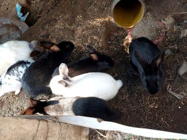 Собаки: Məhsul: Dovşanlar (bir neçə rəng və naxışda) Təsvir: - Fotoşəkildə — 1