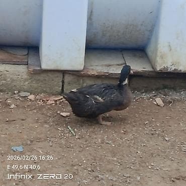 Gəmiricilər: Salam macar ördəklər bir erkəy iki dişi duşilər çox güman ki — 8