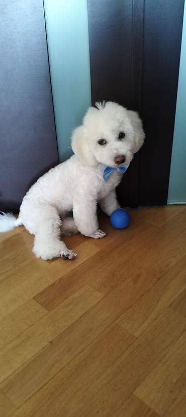 Digər heyvanlar: Bişon Frize, 5 ay, Erkek, Peyvəndli, Ünvandan götürmə — 2