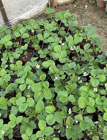 yolka satisi: Çiyələk ştilləri satılır. Viktoriya sortudur. Qiyməti 2.50 azn Ünvan — 2