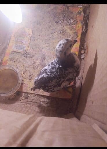 규 카츠 맛집【KaKaotalk:Za31】모든 요구 사항 충족,서울출장안마,서울에스플러스,서울출장업소,서울홍등가,서울콜걸: Для разведения, Бесплатная доставка — 3