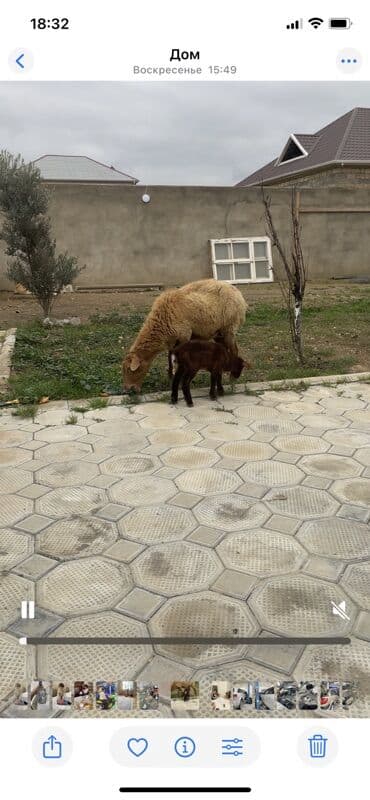 Qoyun və quzu satılır 3 ədəd boğaz 4 ay yarımlıq 1 ana və 15 günlük lalafo.az -da Qoyun və quzu satılır 3 ədəd boğaz 4 ay yarımlıq 1 ana və 15 günlük