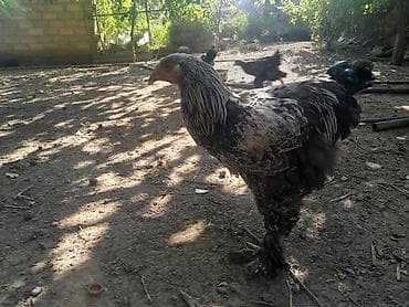 bulbul quşu satışı: Toyuq, Brama, Damazlıq, Ödənişli çatdırılma — 1