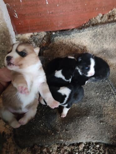 akita inu poklanjam: Xaski, 1 ay, Dişi — 8