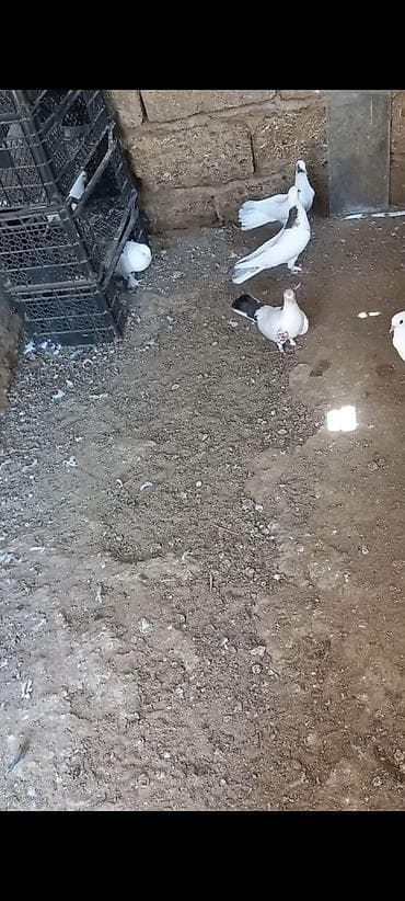 ev qus: Məhsul: Qüvvətli uçuşa və dekorativ görünüşə malik ev göyərçinləri — 5