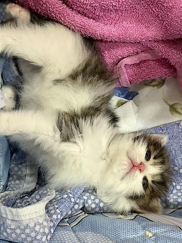 pişim: Yaxşı əllərə — 3